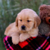 Image of Lane, a Golden Retriever puppy