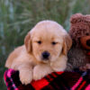 Image of Lane, a Golden Retriever puppy