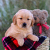 Image of Lane, a Golden Retriever puppy