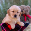 Image of Lane, a Golden Retriever puppy