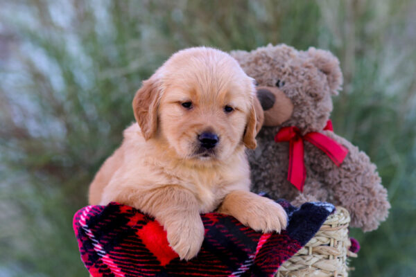 Image of Lane, a Golden Retriever puppy