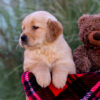 Image of Lane, a Golden Retriever puppy