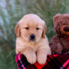 Image of Lane, a Golden Retriever puppy