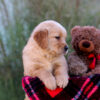 Image of Lane, a Golden Retriever puppy