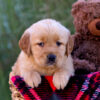 Image of Laurel, a Golden Retriever puppy