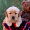 Image of Laurel, a Golden Retriever puppy