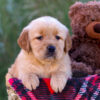 Image of Laurel, a Golden Retriever puppy