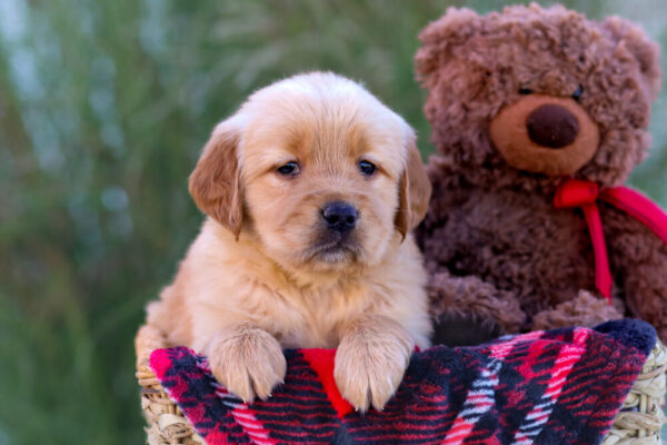 Image of Laurel, a Golden Retriever puppy