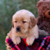 Image of Laurel, a Golden Retriever puppy