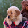 Image of Laurel, a Golden Retriever puppy