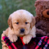 Image of Laurel, a Golden Retriever puppy