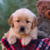 Image of Laurel, a Golden Retriever puppy