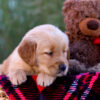 Image of Laurel, a Golden Retriever puppy