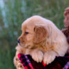 Image of Libby, a Golden Retriever puppy