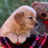 Image of Libby, a Golden Retriever puppy