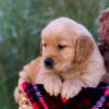 Image of Libby, a Golden Retriever puppy