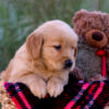 Image of Libby, a Golden Retriever puppy