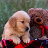 Image of Libby, a Golden Retriever puppy