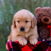 Image of Libby, a Golden Retriever puppy