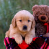 Image of Libby, a Golden Retriever puppy