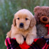 Image of Libby, a Golden Retriever puppy