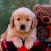 Image of Libby, a Golden Retriever puppy