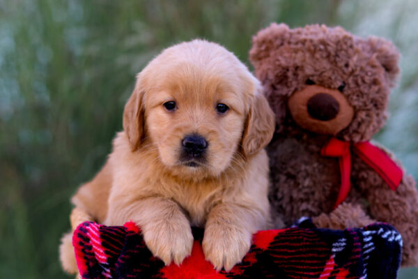 Image of Libby, a Golden Retriever puppy