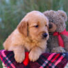 Image of London, a Golden Retriever puppy