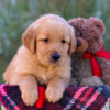 Image of London, a Golden Retriever puppy