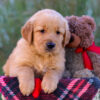 Image of London, a Golden Retriever puppy