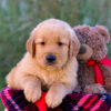 Image of London, a Golden Retriever puppy