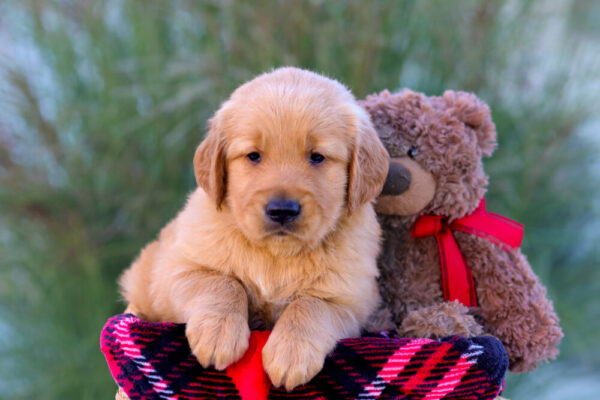 Image of London, a Golden Retriever puppy