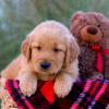 Image of London, a Golden Retriever puppy