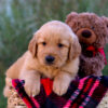 Image of London, a Golden Retriever puppy