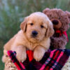 Image of London, a Golden Retriever puppy