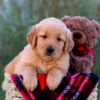 Image of London, a Golden Retriever puppy