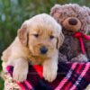 Image of Loyal, a Golden Retriever puppy