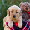 Image of Loyal, a Golden Retriever puppy