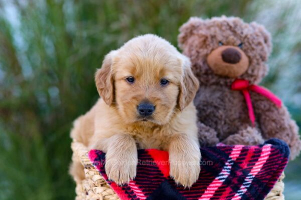 Image of Loyal, a Golden Retriever puppy