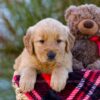 Image of Loyal, a Golden Retriever puppy