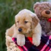 Image of Loyal, a Golden Retriever puppy