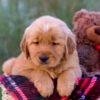 Image of Luka, a Golden Retriever puppy