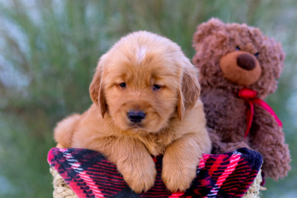 Image of Luka, a Golden Retriever puppy