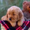 Image of Luka, a Golden Retriever puppy