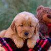 Image of Luka, a Golden Retriever puppy