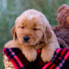 Image of Luka, a Golden Retriever puppy