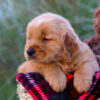 Image of Luka, a Golden Retriever puppy