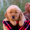 Image of Luka, a Golden Retriever puppy