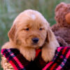 Image of Luka, a Golden Retriever puppy