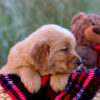 Image of Luka, a Golden Retriever puppy